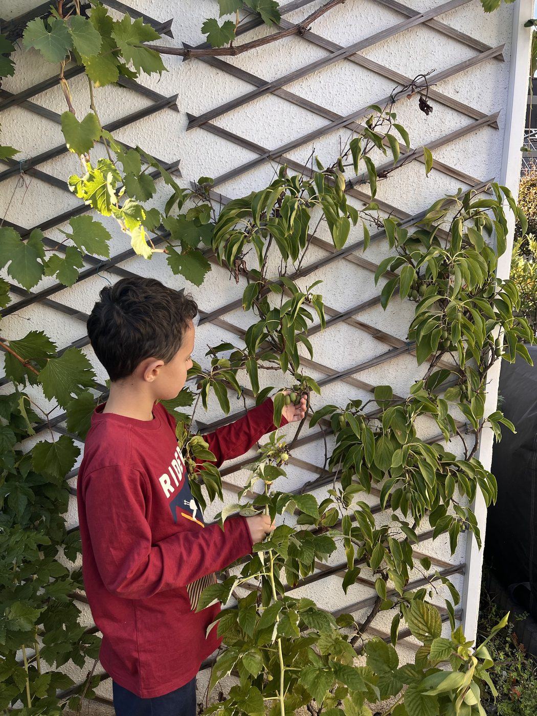 A boy checking young fruit growing on a trellised tree trained flat against a house wall, alongside a grapevine.