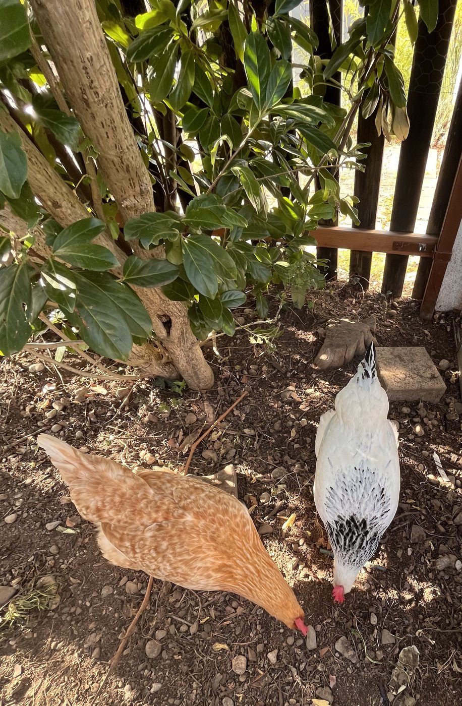Two hens, one buff-colored and one white speckled, foraging on the ground beneath a garden shrub.